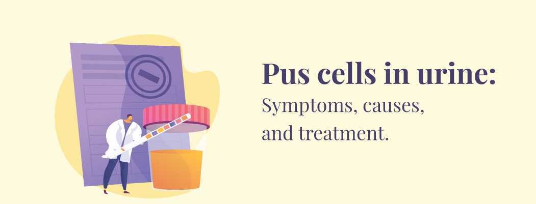 What is pus cells in urine
